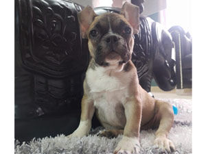 Bulldog Frances – Macho