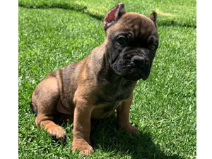 American Bully Pocket – Macho