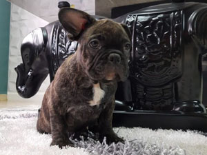 Bulldog Frances – Macho