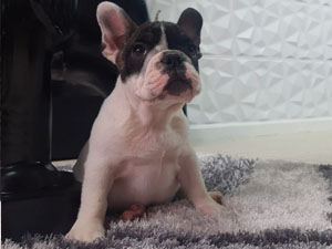 Bulldog Frances – Hembra
