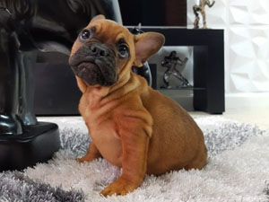 Bulldog Frances – Macho