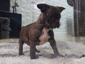 Bulldog Frances – Macho