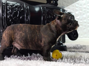 Bulldog Frances – Macho