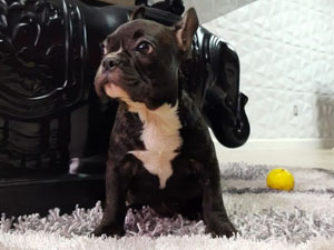 Bulldog Frances – Hembra