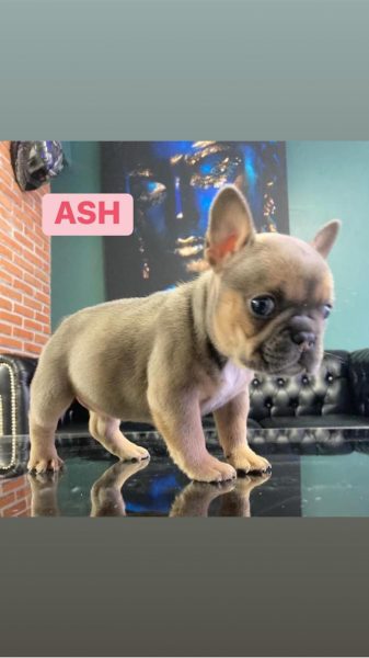 Bulldog Frances – Hembra