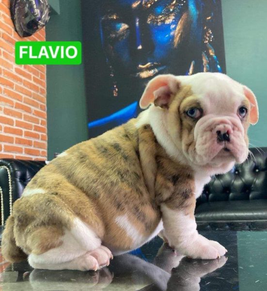 Bulldog Ingles – Macho