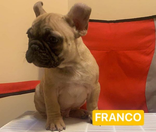 Bulldog Frances – Macho