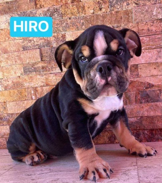 Bulldog Ingles – Macho