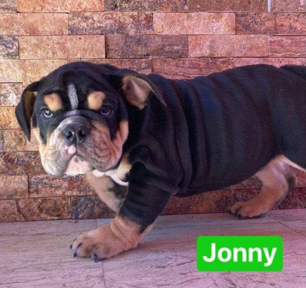 Bulldog Ingles – Macho