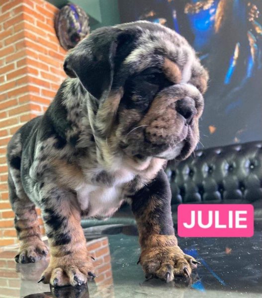 Bulldog Ingles – Hembra