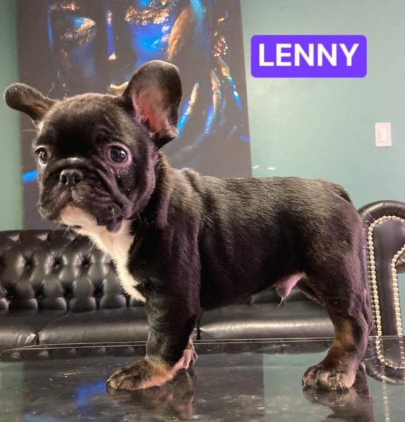 Bulldog Frances – Macho