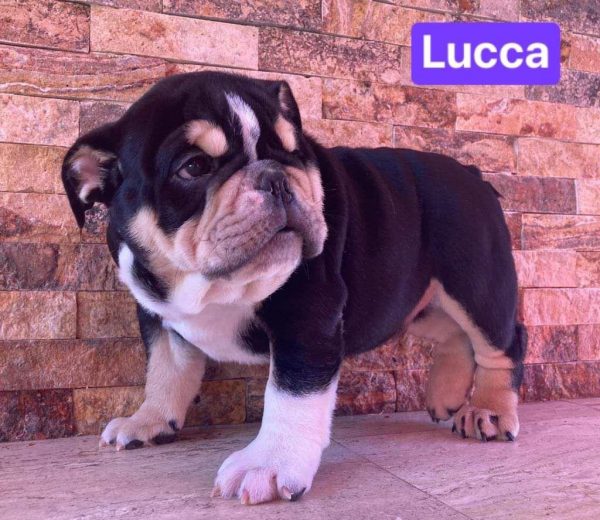 Bulldog Ingles – Macho