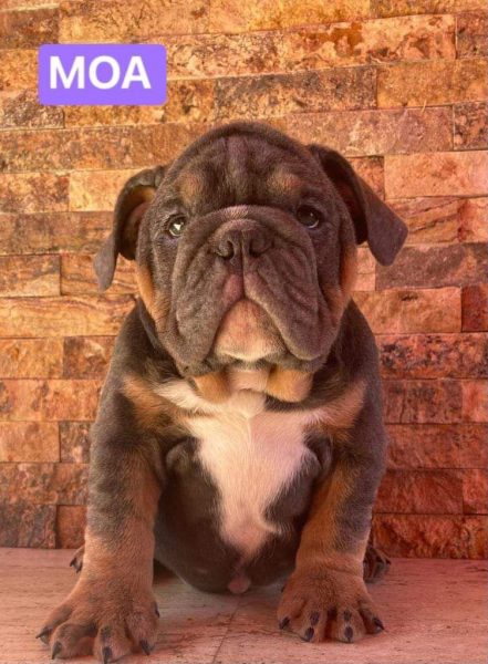 Bulldog Ingles – Hembra