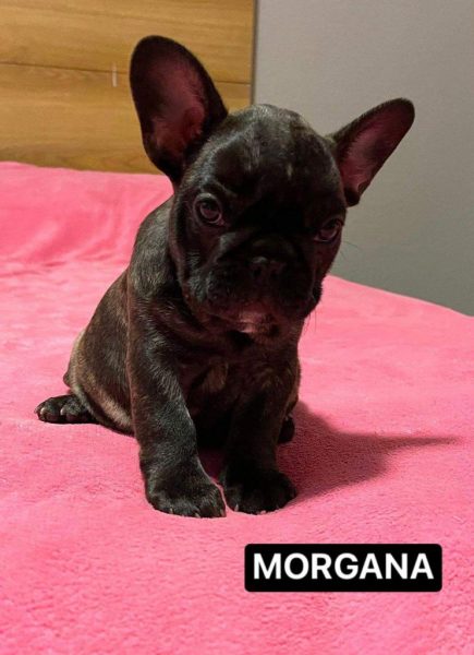 Bulldog Frances – Hembra