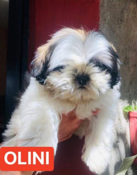 Shih Tzu – Macho