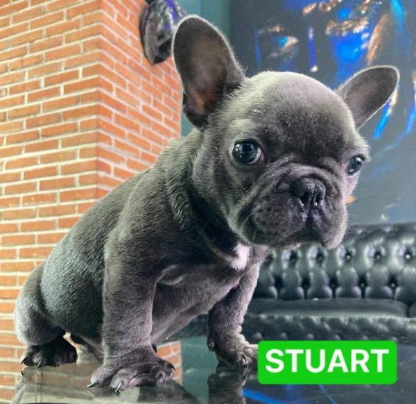 Bulldog Frances – Macho