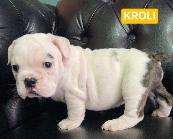 Bulldog Ingles – Hembra