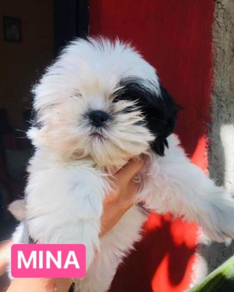 Shih Tzu – Hembra