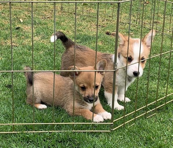 Corgi galés de Pembroke