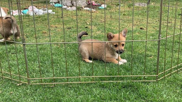 Corgi galés de Pembroke