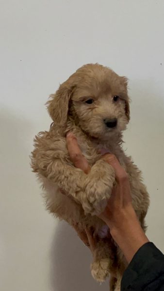 Goldendoodle