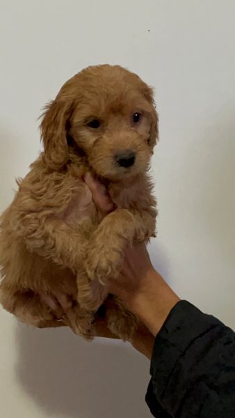 Goldendoodle