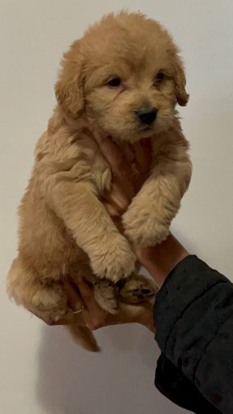 Goldendoodle