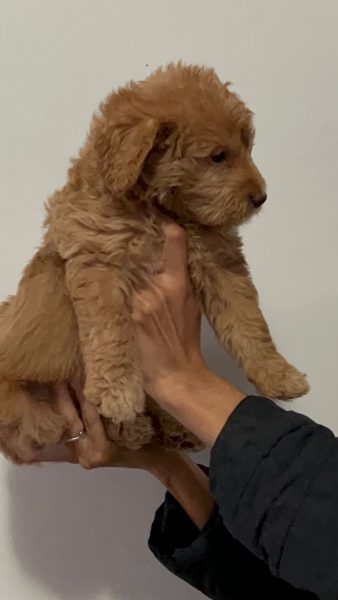 Goldendoodle