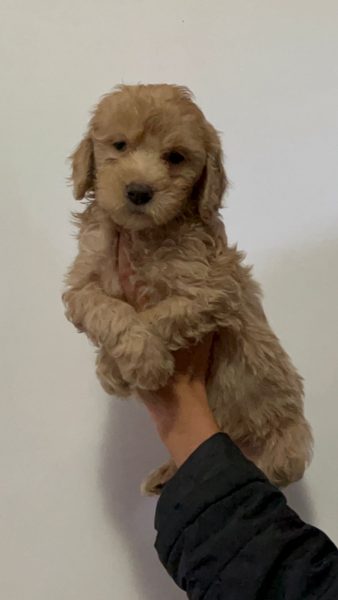 Goldendoodle