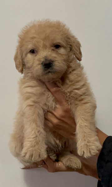 Goldendoodle