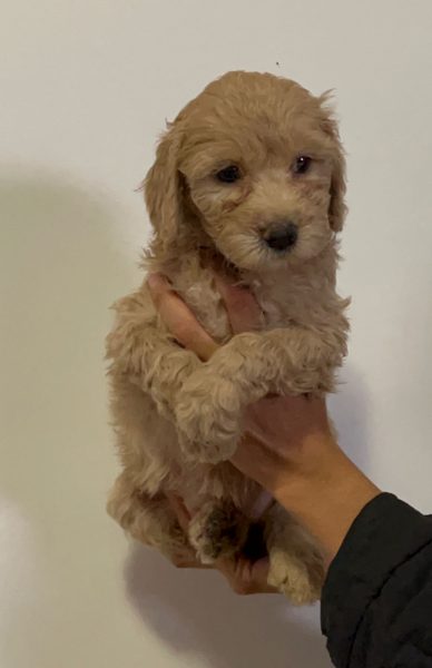 Goldendoodle