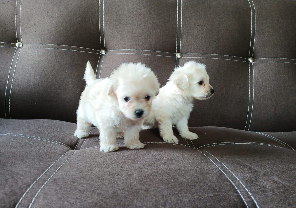 WhatsApp Image 2024-08-19 at 11.01.00 PM