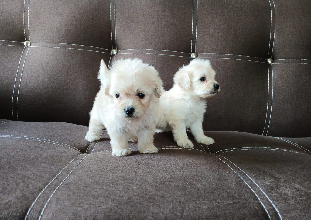 WhatsApp Image 2024-08-19 at 11.01.01 PM (1)