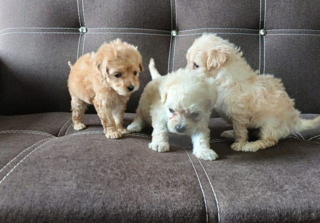 WhatsApp Image 2024-08-19 at 11.01.01 PM