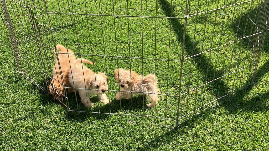 WhatsApp Image 2024-12-28 at 23.53.07 (1)