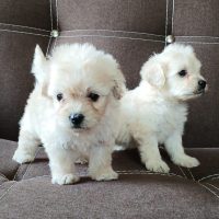 WhatsApp Image 2024-08-19 at 11.01.01 PM (1)