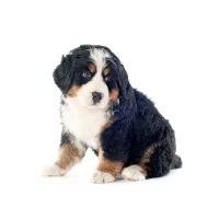 cachorros-bogota-Bernés-de-la-Montaña