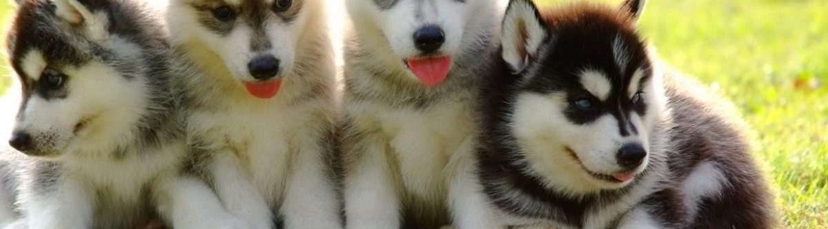 cachorros_husky_crop1638295493490.jpeg_477617321