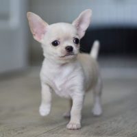 chihuahueno